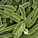 Gut Flora and Mental Health