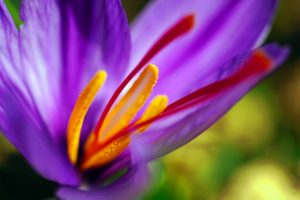 Read more about the article Saffron: A Medicinal Spice