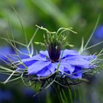 Research on Black Seed, Mental Health and Dementia Prevention
