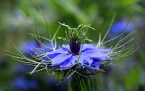 Read more about the article Research on Black Seed, Mental Health and Dementia Prevention