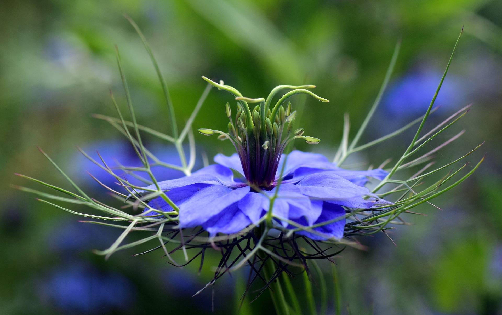 Read more about the article Research on Black Seed, Mental Health and Dementia Prevention