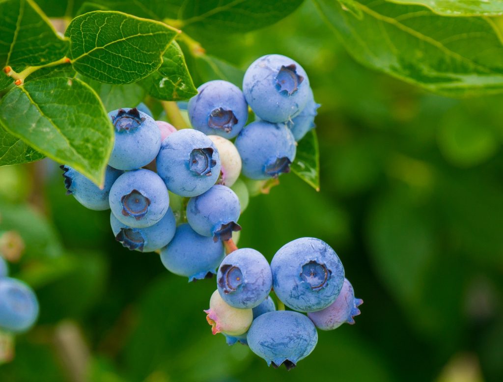 An example cup of fresh blueberries