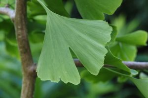 Read more about the article The Benefits of Ginkgo for Brain Health and Beyond