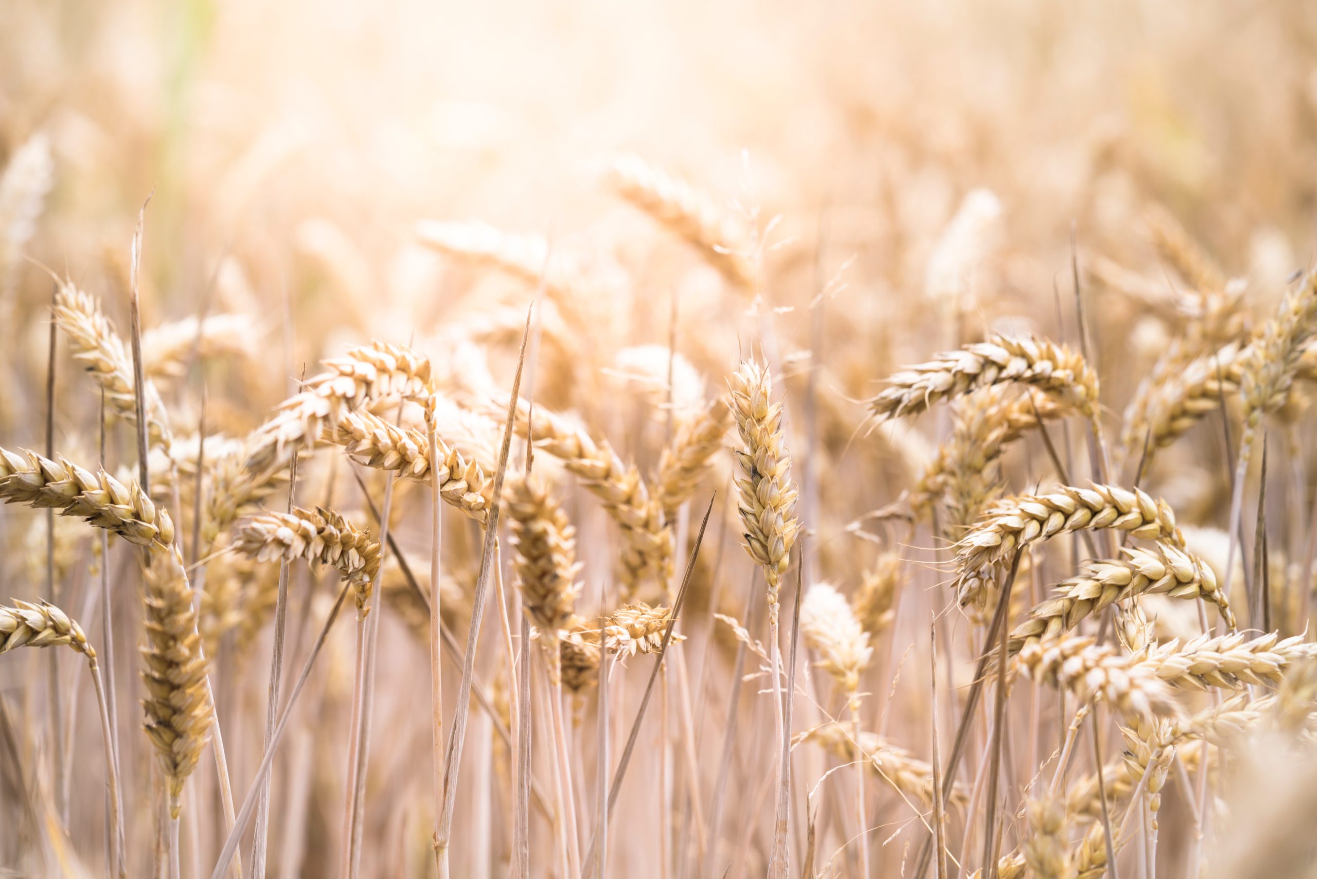 Read more about the article So, What’s the Deal with Wheat?