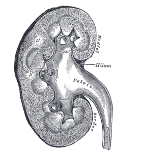 Read more about the article Chronic Kidney Disease