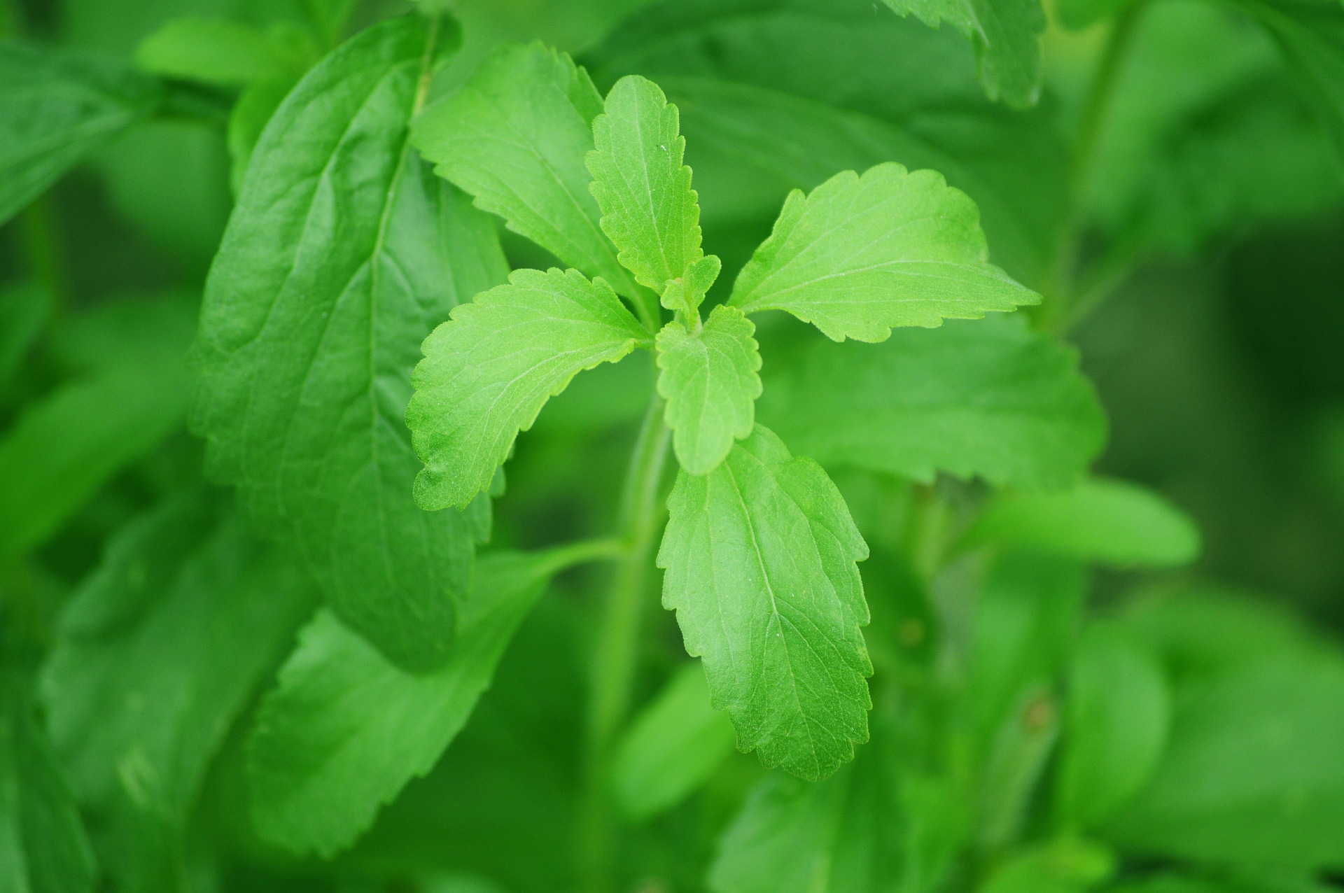 Read more about the article Antioxidant and Antimicrobial Properties of Stevia Leaf