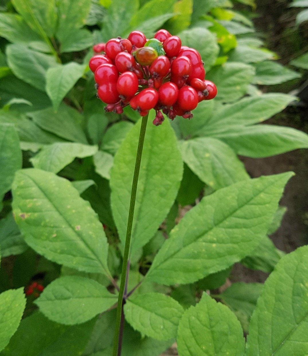 Read more about the article Korean Ginseng, Alzheimer’s and Parkinson’s Disease