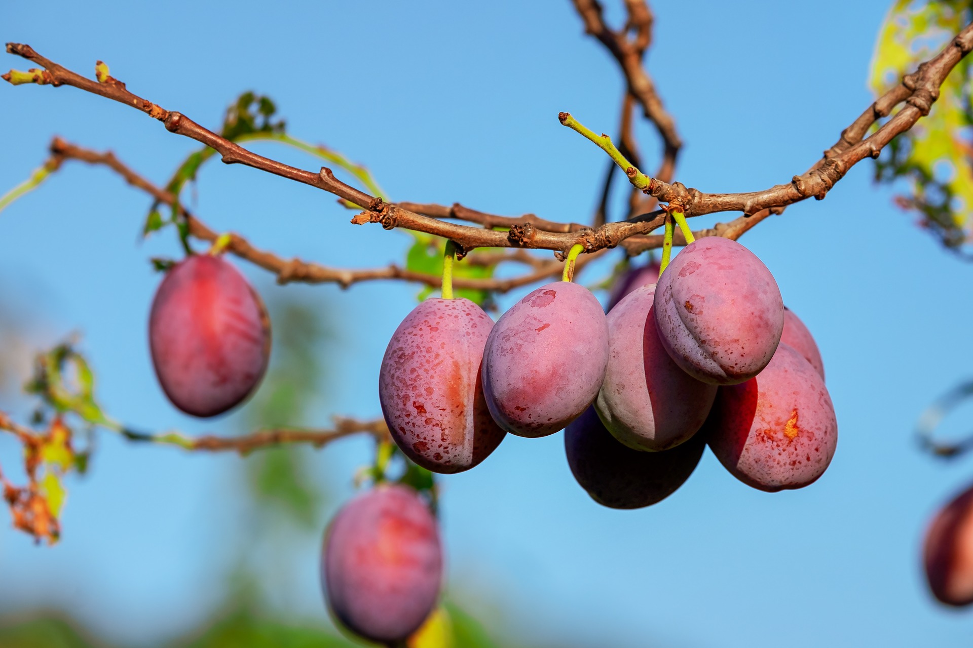 Read more about the article Prunes: Potential Benefits for the Gut, Bones and Heart