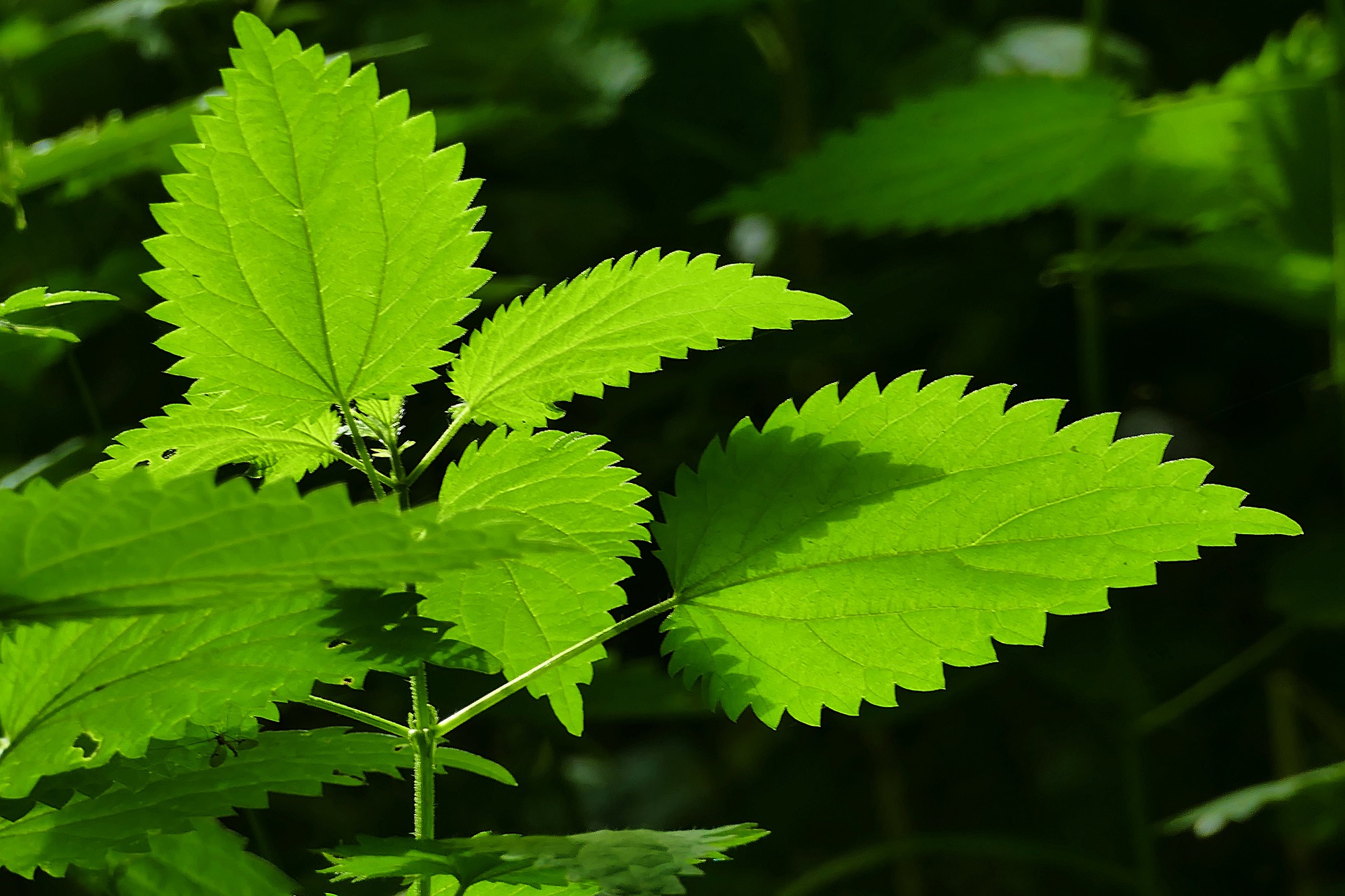 Stinging Nettle