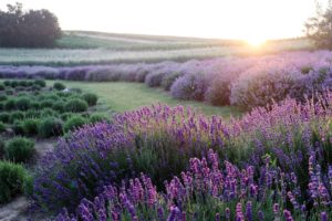 Lavender and Mental Health