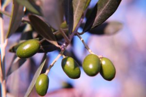 Read more about the article Olive Leaf Extract 