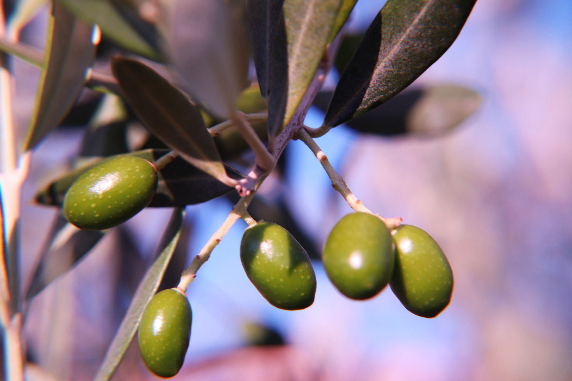 Read more about the article Olive Leaf Extract 