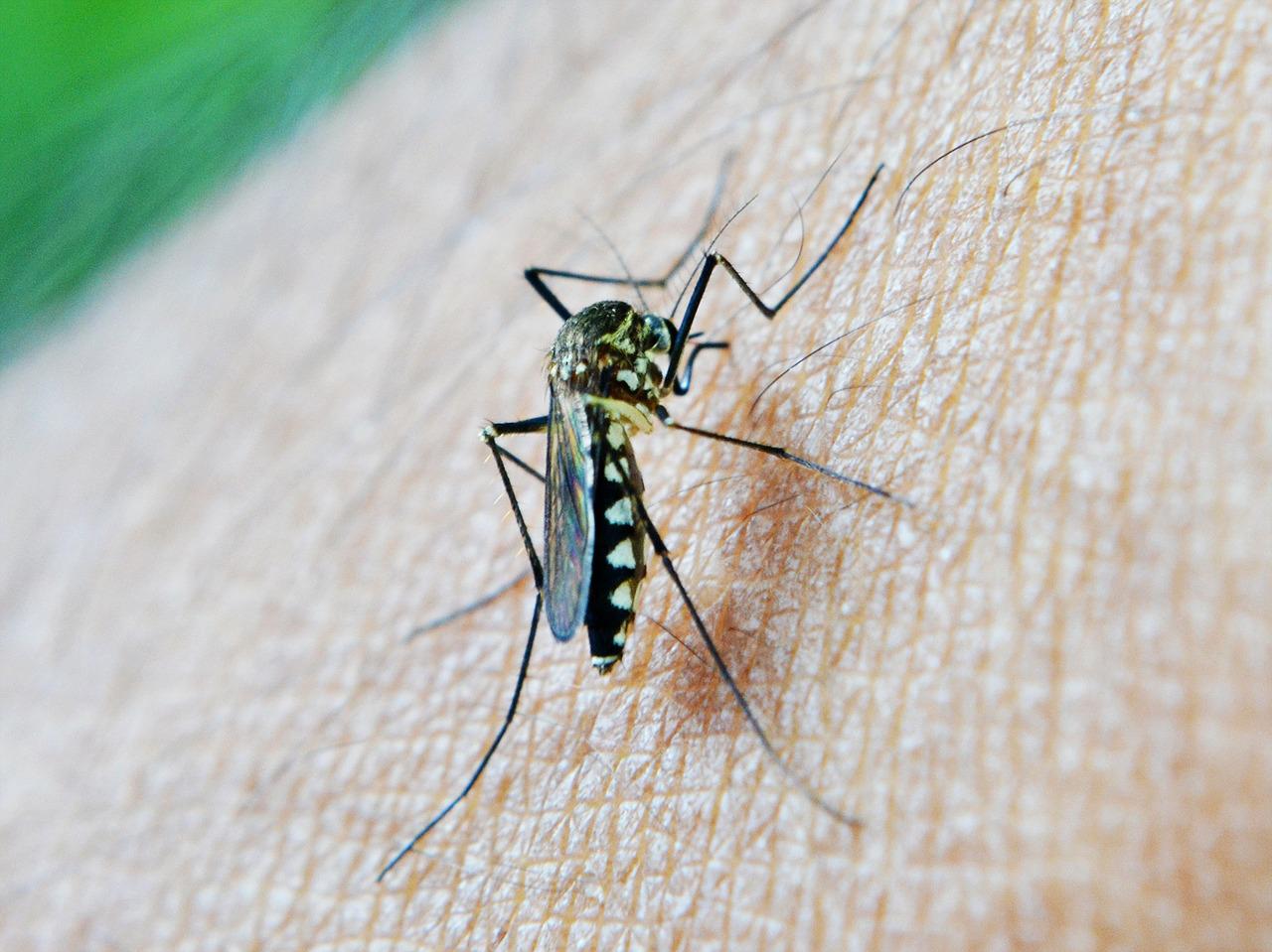 Read more about the article Insect Repellants