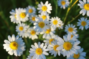 Read more about the article Chamomile
