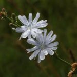 The Potential Benefits of Chicory