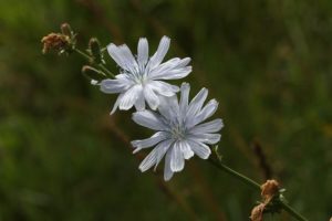 The Potential Benefits of Chicory