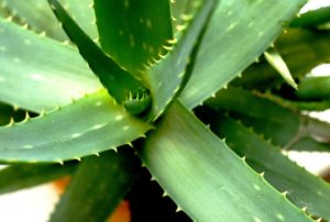 Aloe: Potential Uses, Risks and Benefits