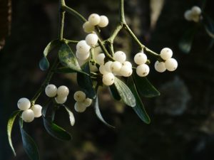 Read more about the article Mistletoe as an Adjunctive Cancer Treatment