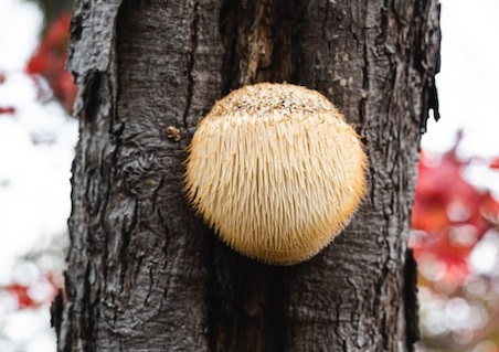 Read more about the article Lion’s Mane Mushroom