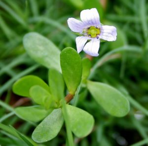 Read more about the article <em>Bacopa monnieri</em>: An Herbal Medicine to Support Brain Health 