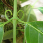 Cat’s Claw