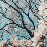 Honokiol: Mental Health, Anti-inflammatory and Antimicrobial Potential 