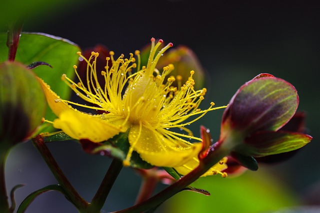 Read more about the article Is St. John’s Wort Effective for Depression?