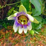 Passionflower for Stress and Anxiety