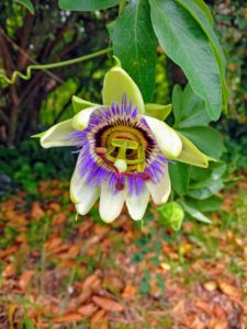 Passionflower for Stress and Anxiety