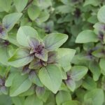Holy Basil for Stress and Anxiety